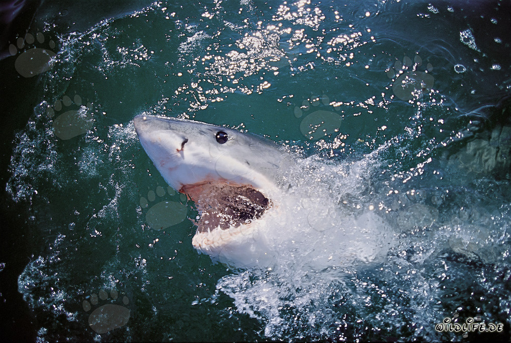 Contact visuel fascinant avec le majestueux Grand Requin Blanc au large de Gansbaai