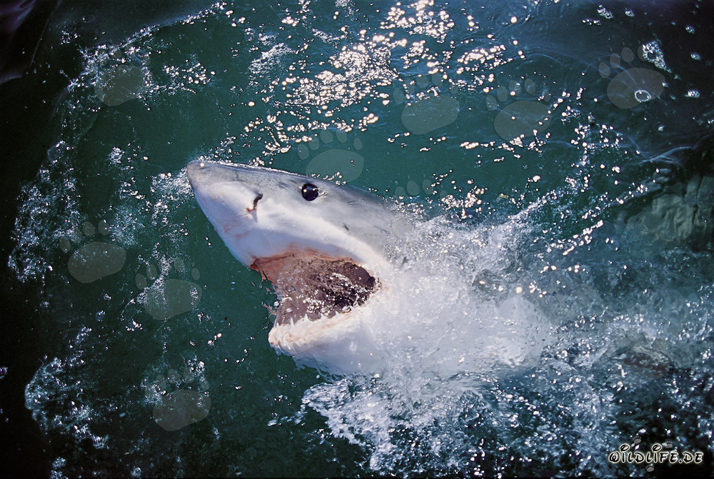 Fascinating eye contact with the majestic Great White Shark off the coast of Gansbaai