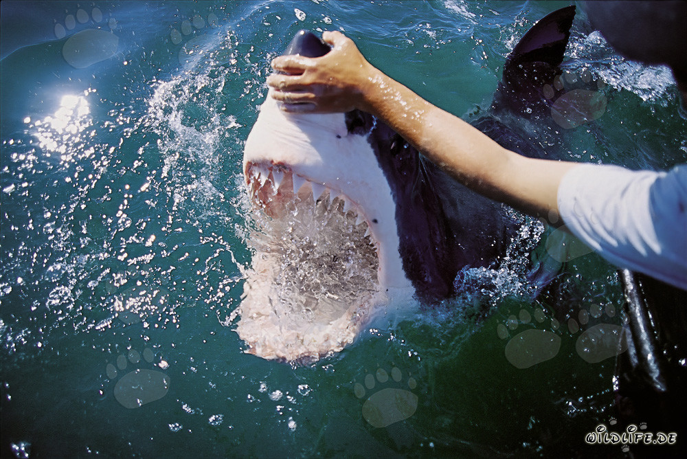 Great White Shark - Majesty of the Oceans