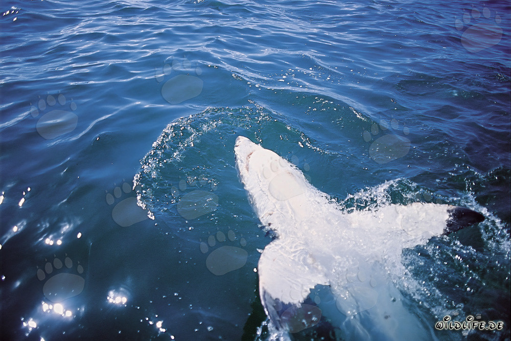 Impresionante Gran Tiburón Blanco muestra su ventral impresionante