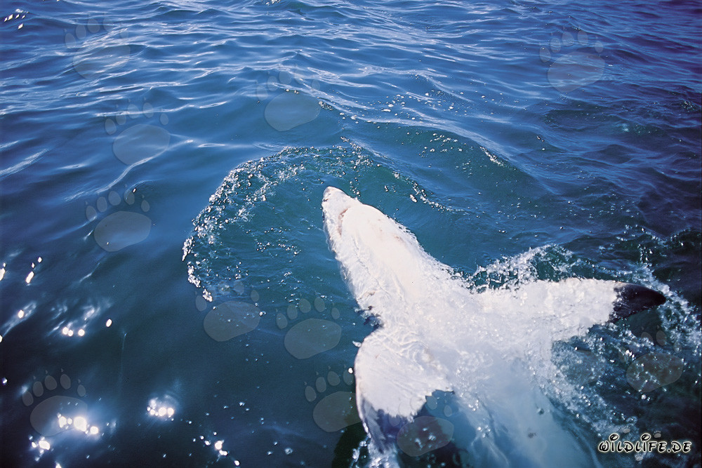 Impressive Great White Shark displaying white underside