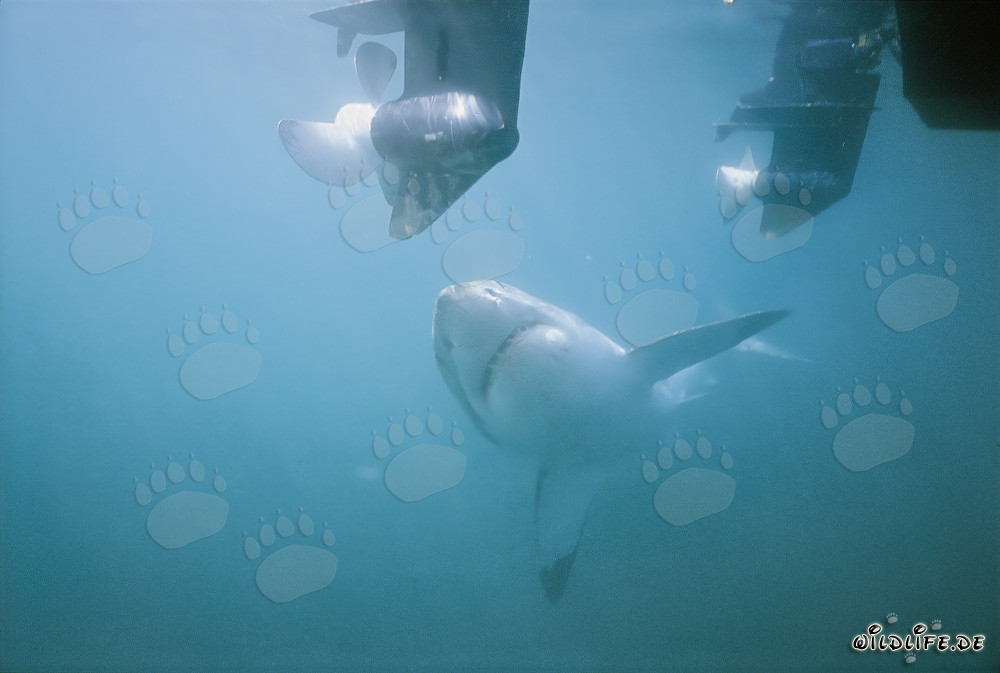 Fascinating Great White Shark watching outboard motors
