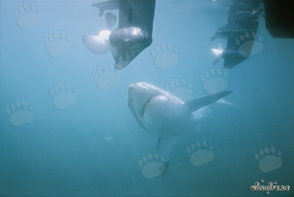 Requin blanc fascinant observe les hors-bords