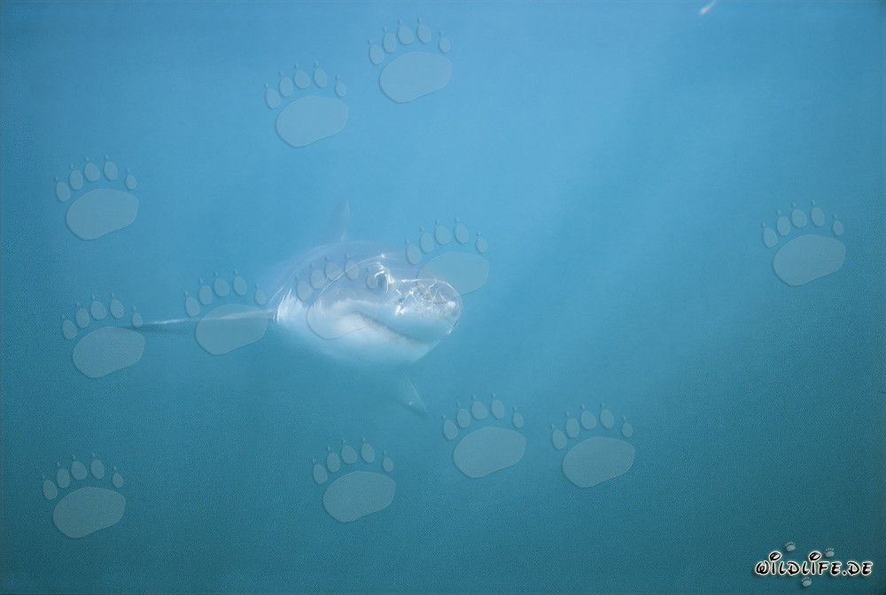 Impresionante Gran Tiburón Blanco en la Shark Alley frente a Gansbaai, Sudáfrica