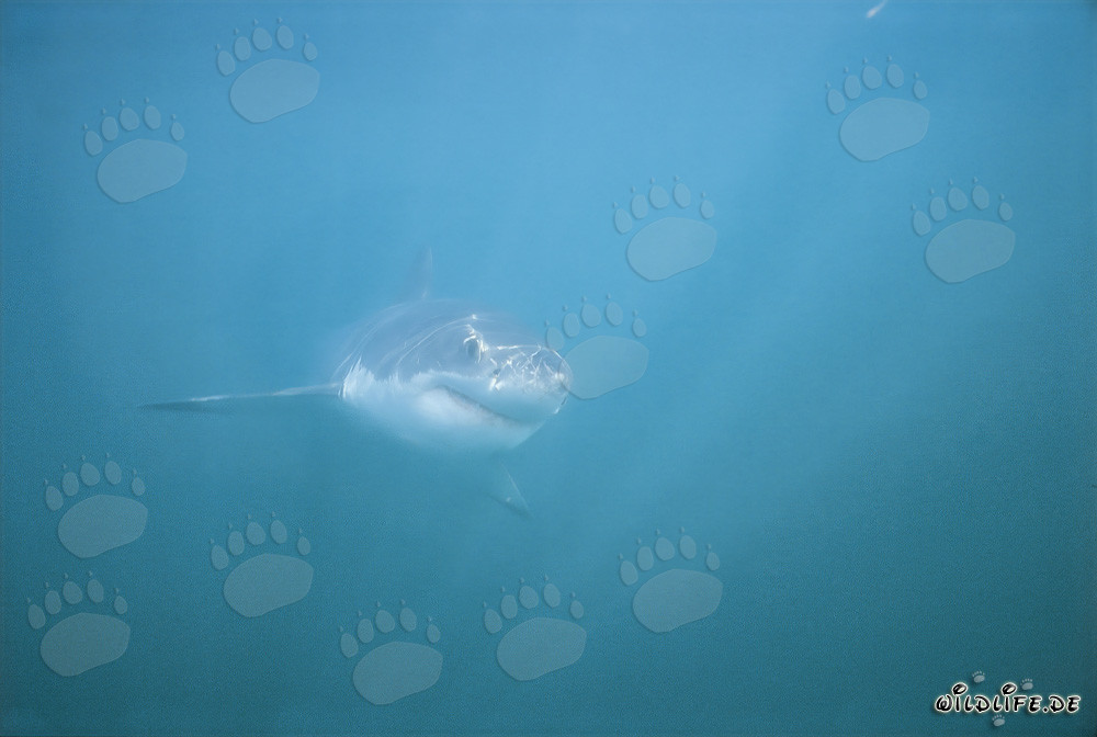 Grand requin blanc impressionnant dans la Shark Alley près de Gansbaai, Afrique du Sud