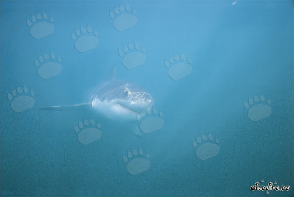 Impressive Great White Shark in the Shark Alley off Gansbaai, South Africa