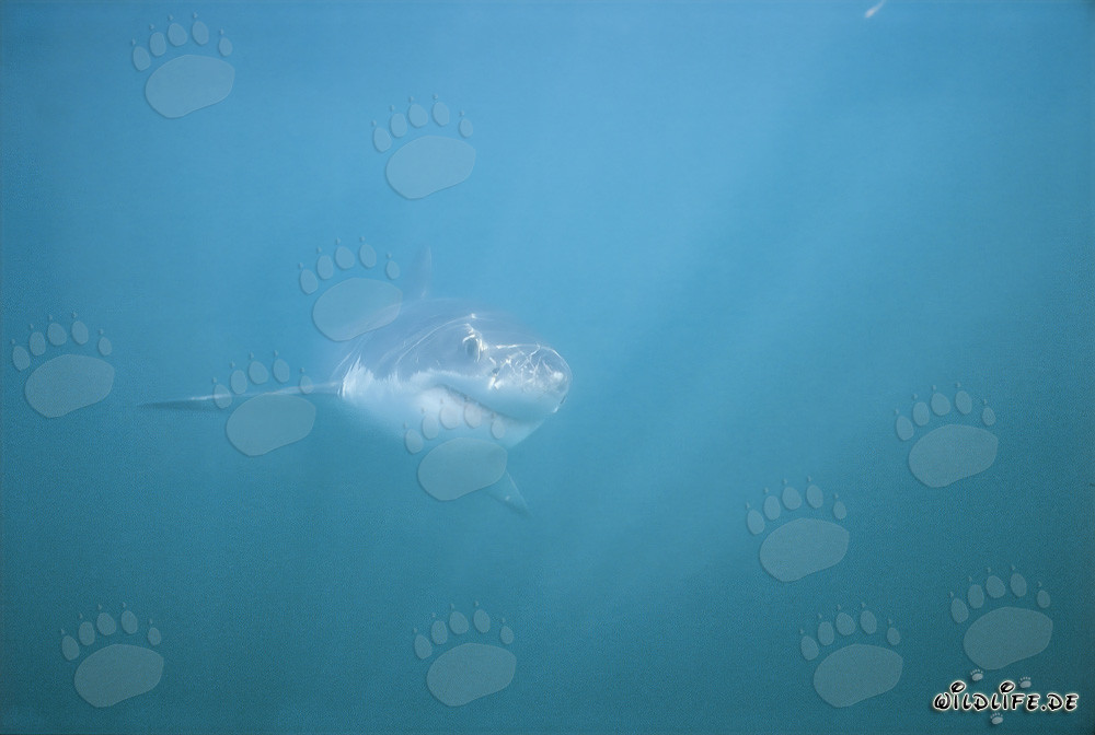 Imponente Squalo Bianco nella Shark Alley di fronte a Gansbaai, Sudafrica