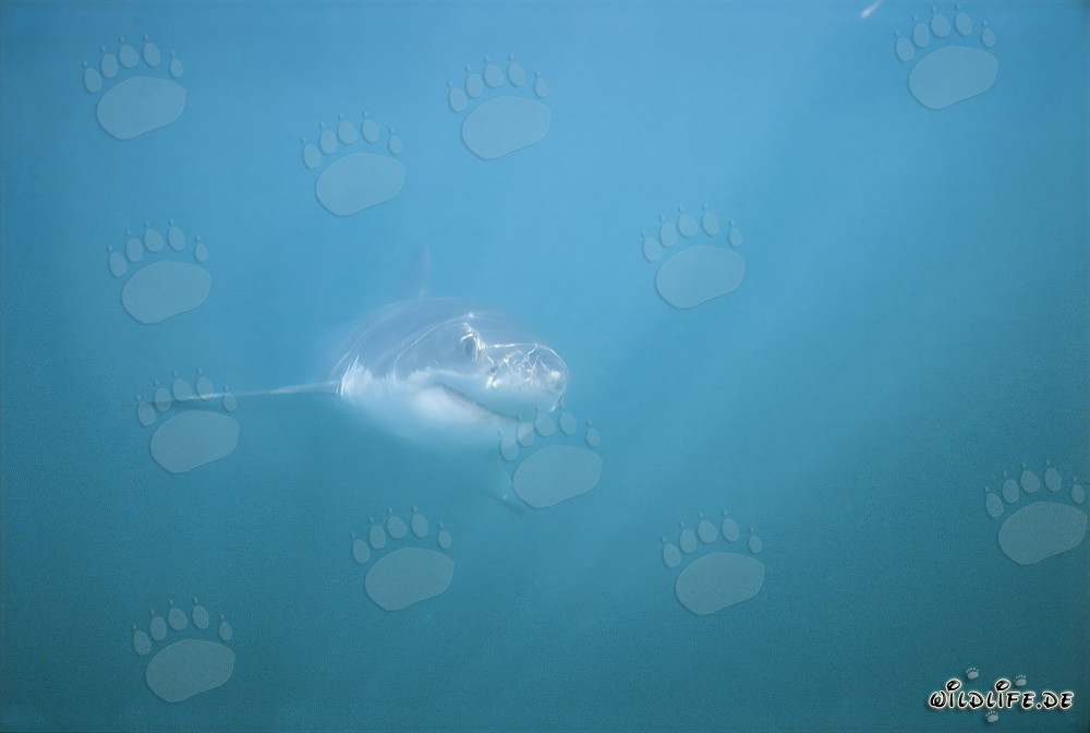 Imposanter Weißer Hai in der Shark Alley vor Gansbaai, Südafrika