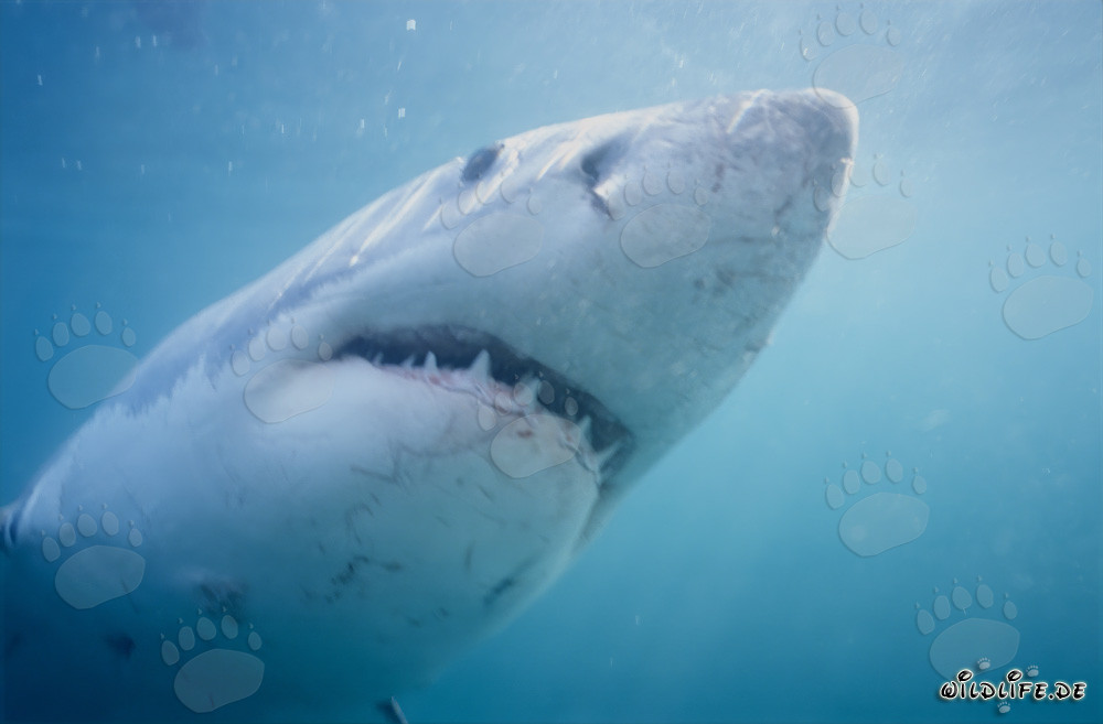 Grand requin blanc observant sa proie au large des côtes sud-africaines