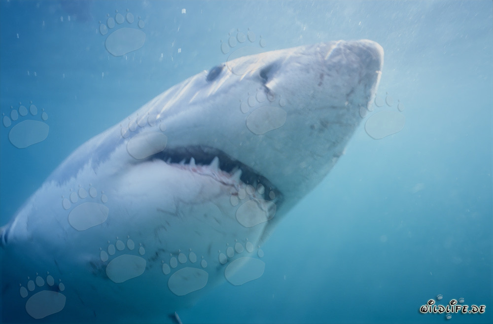 Impressive great white shark observing its prey off the coast of South Africa