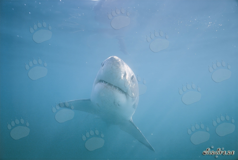 Le majestueux grand requin blanc : roi des mers