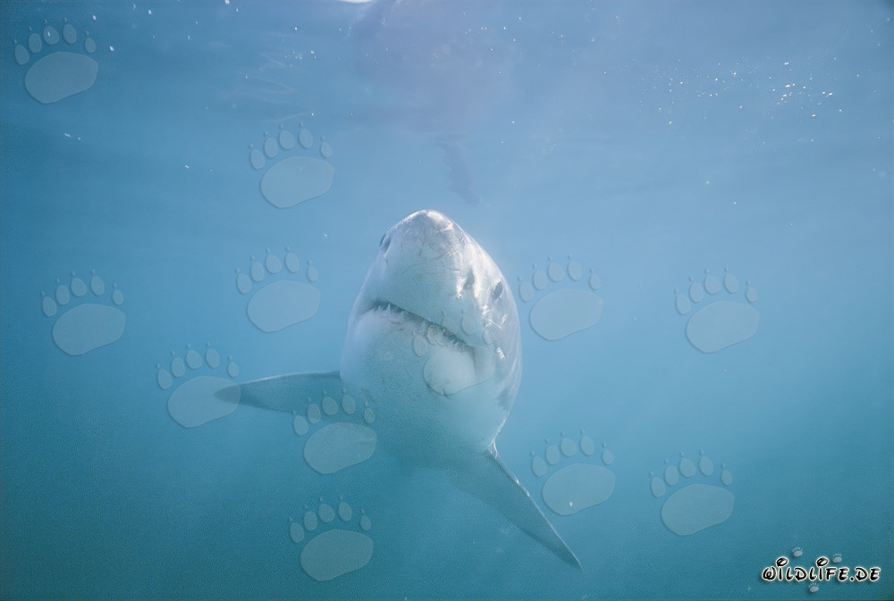 The Majestic Great White Shark: King of the Seas