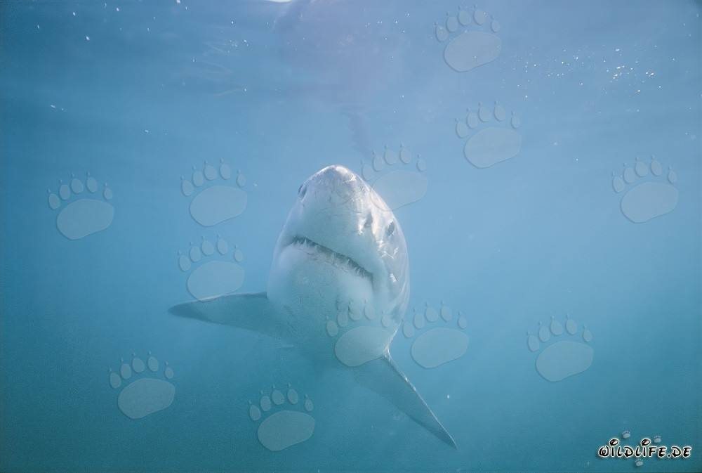 El majestuoso tiburón blanco: rey de los mares