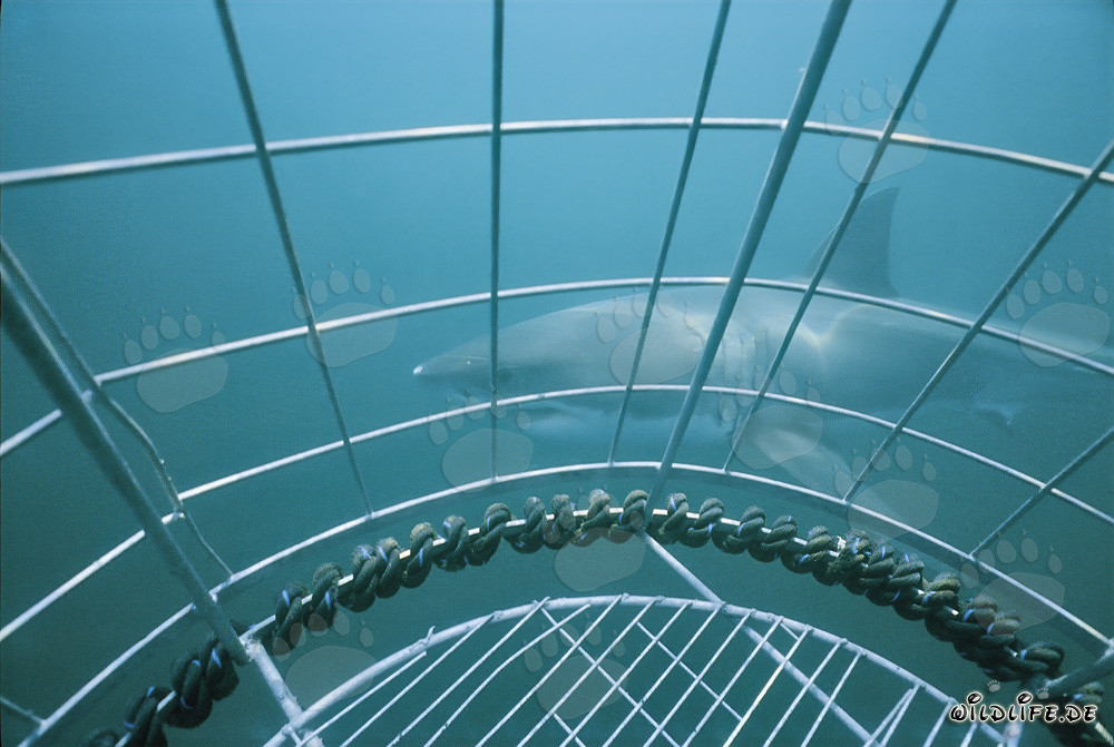 Great white shark swims past the shark cage