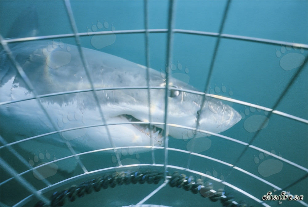 Grand requin blanc majestueux tourbillonne autour de la cage de requin à Gansbaai