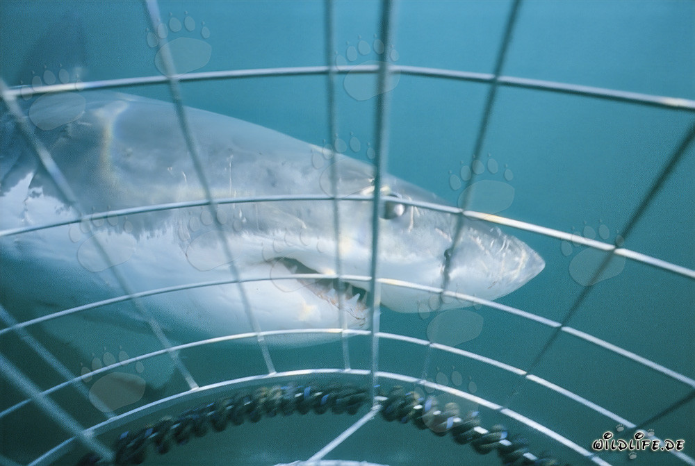 Majestic Great White Shark circling the shark cage off Gansbaai