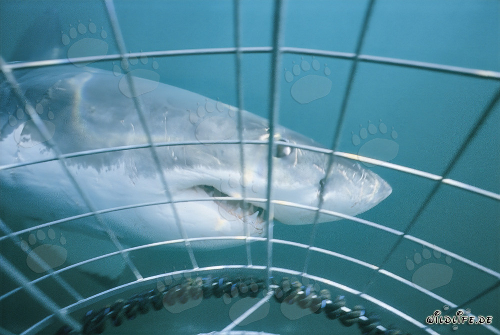 Majestuoso tiburón blanco rodea la jaula de tiburones frente a Gansbaai