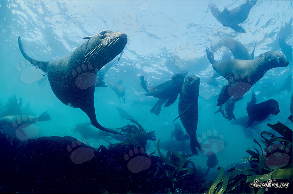 Elegantes lobos marinos bajo el agua - Fascinante mundo submarino