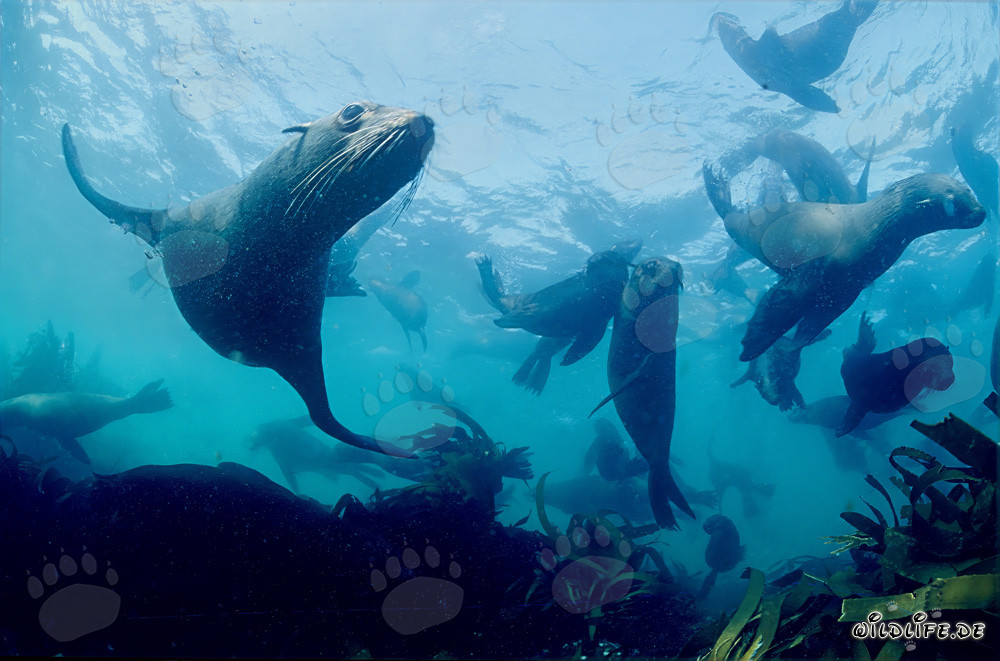 Otaries à fourrure élégantes sous l'eau - Fascinante monde sous-marin