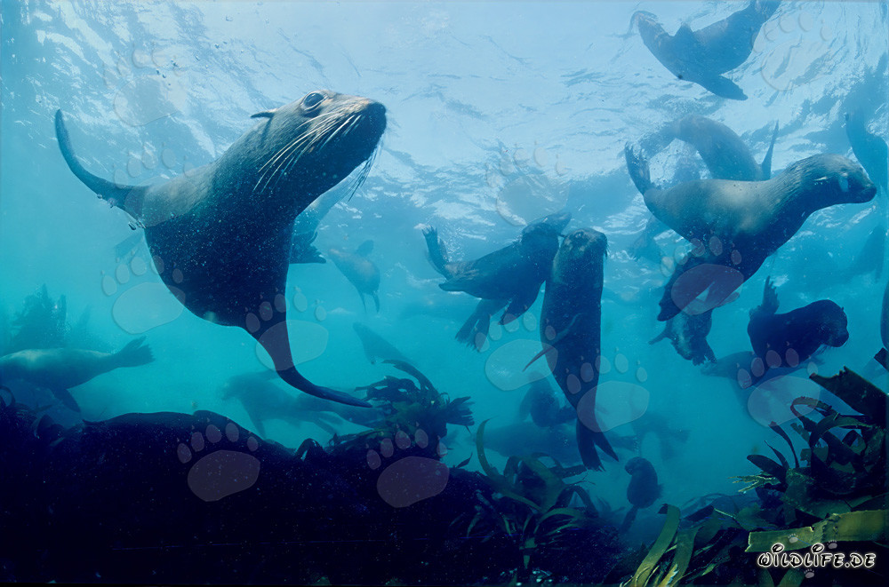 Elegant fur seals underwater - Fascinating underwater world
