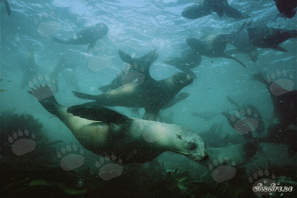 South African fur seals underwater