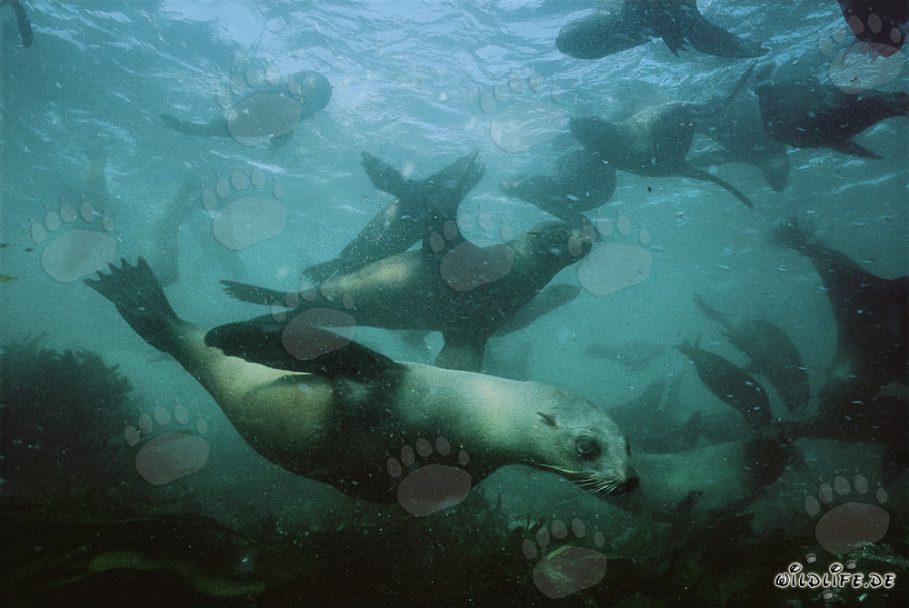 Focas sudáfricanas de piel submarinas