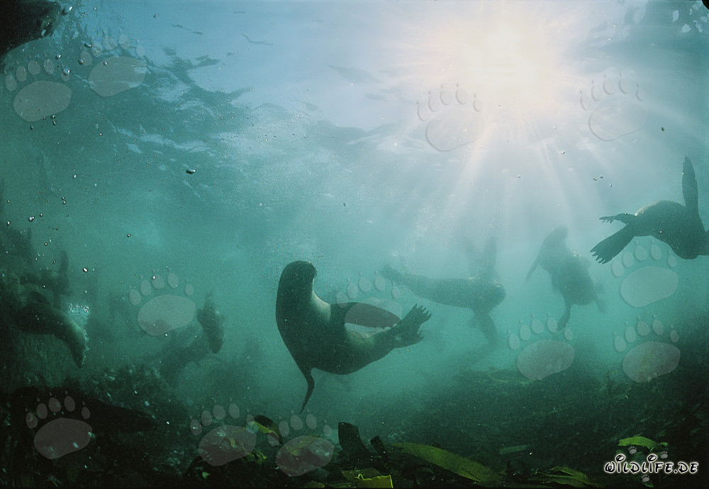 Fascinating fur seals in backlight on Geyser Rock