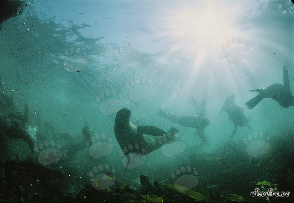 Fascinante otaries à fourrure en contre-jour sur Geyser Rock