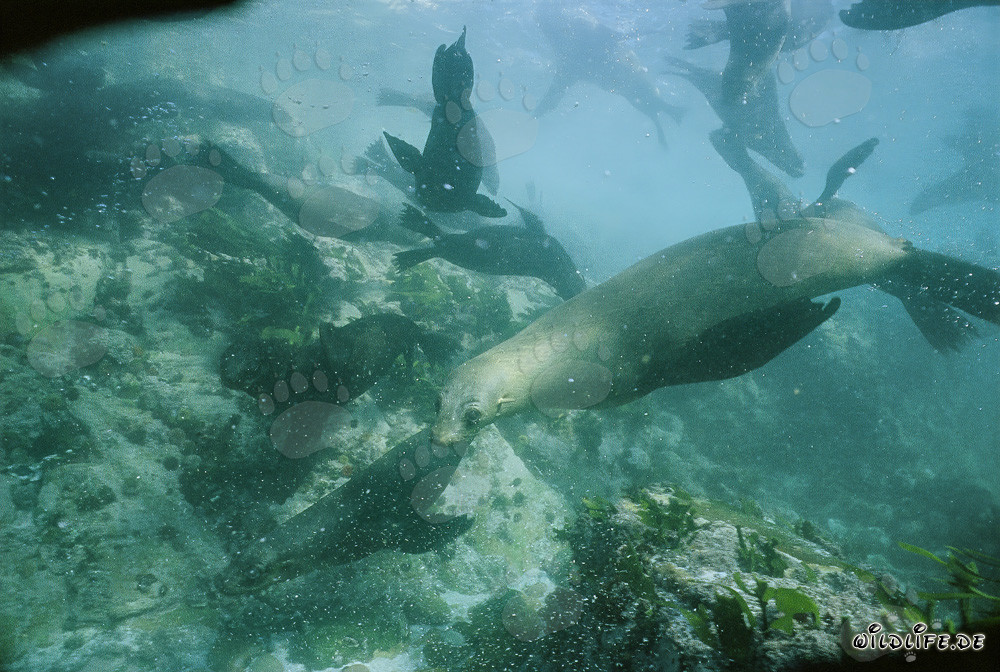 Juguetones de Foca Peluda bajo el agua en Gansbaai, Cabo Occidental, Sudáfrica