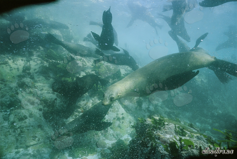 Joueurs Otarie sous l'eau à Gansbaai, Cap-Occidental, Afrique du Sud
