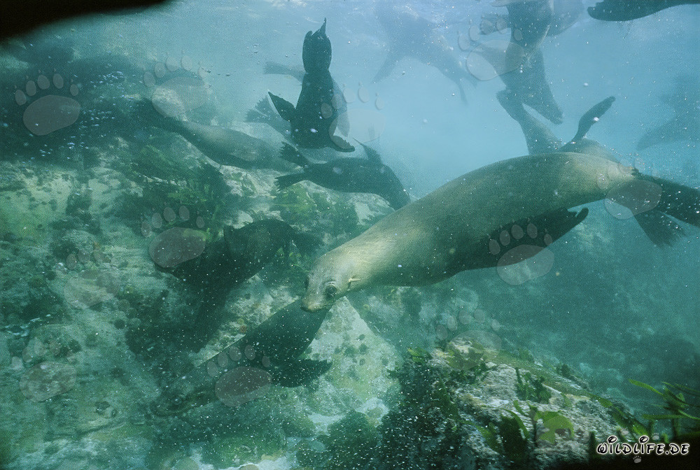 Spielerische Pelzrobben unter Wasser in Gansbaai, Westkap, Suedafrika