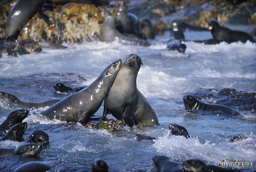 Le pacha des otaries à fourrure gâtées de Geyser Rock
