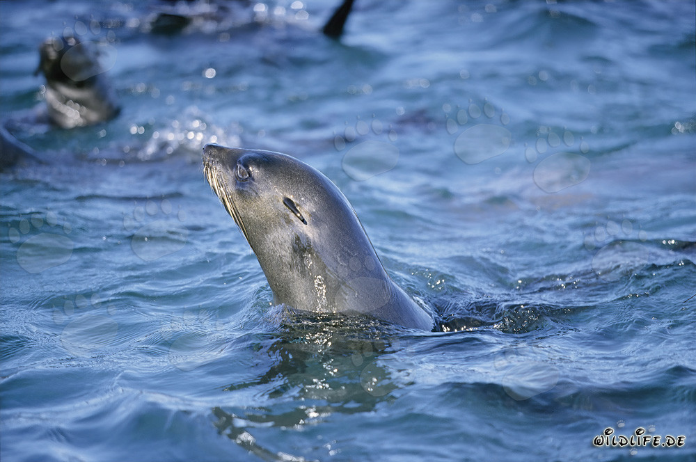 Foca dalla pelliccia sudafricana alza la testa sull'acqua