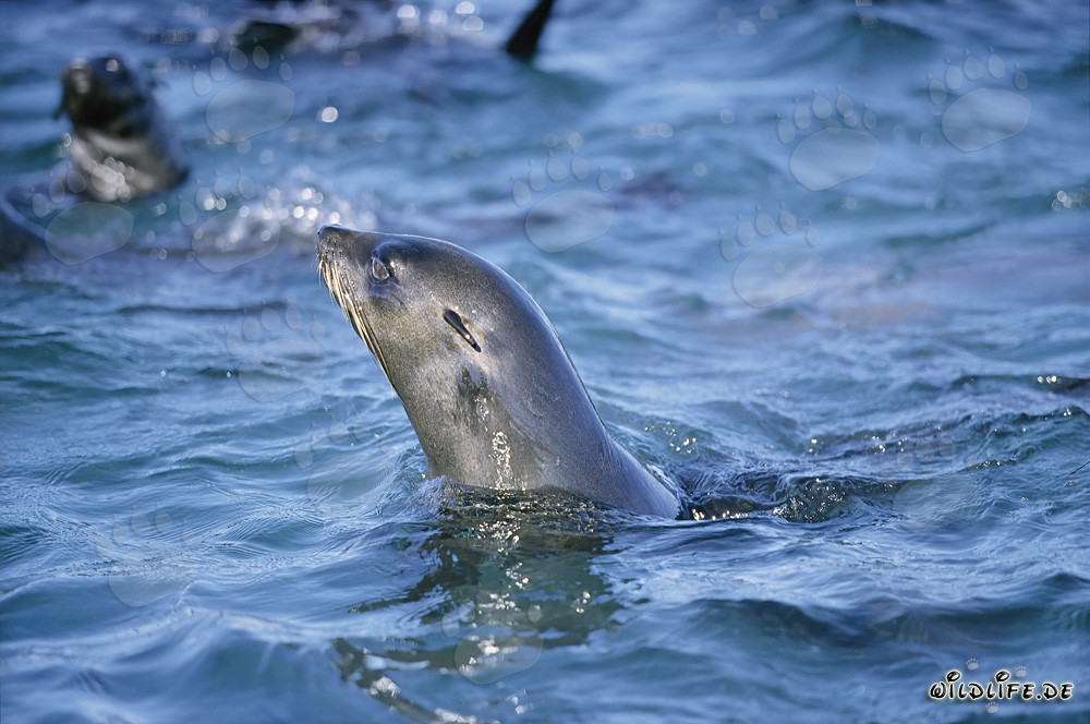 León marino de piel sudafricano levanta la cabeza sobre el agua