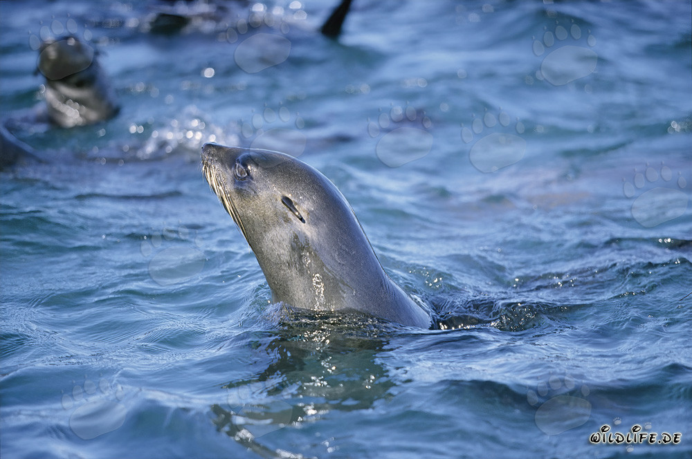 Phoque à fourrure sud-africain se dresse au-dessus de l'eau