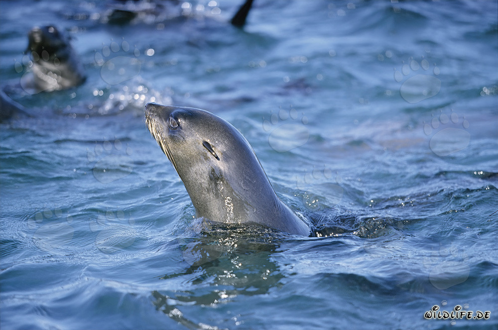 South African fur seal lifts its head over the water