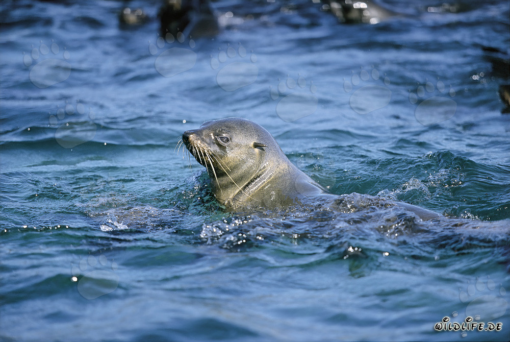 Foca de piel sudafricana verifica la situación en Geyser Rock