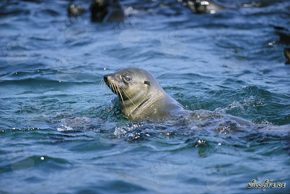 South African fur seal checks the location on Geyser Rock