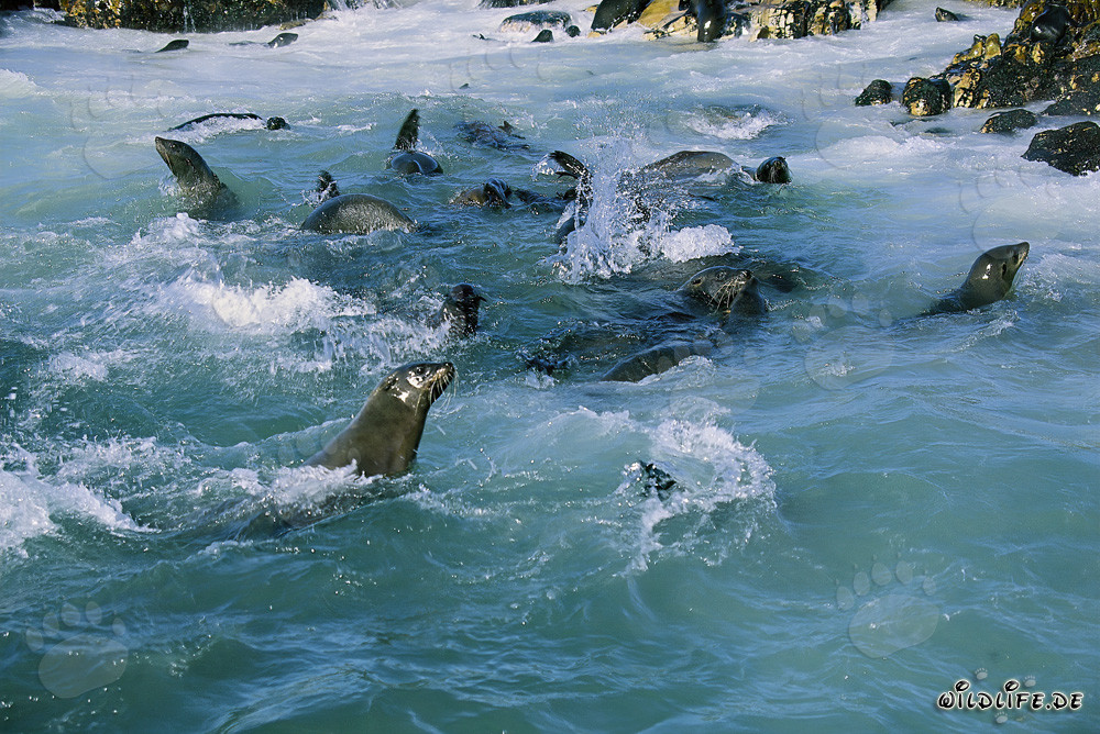 Las focas de piel sudafricanas juegan alegremente en las olas tumultuosas