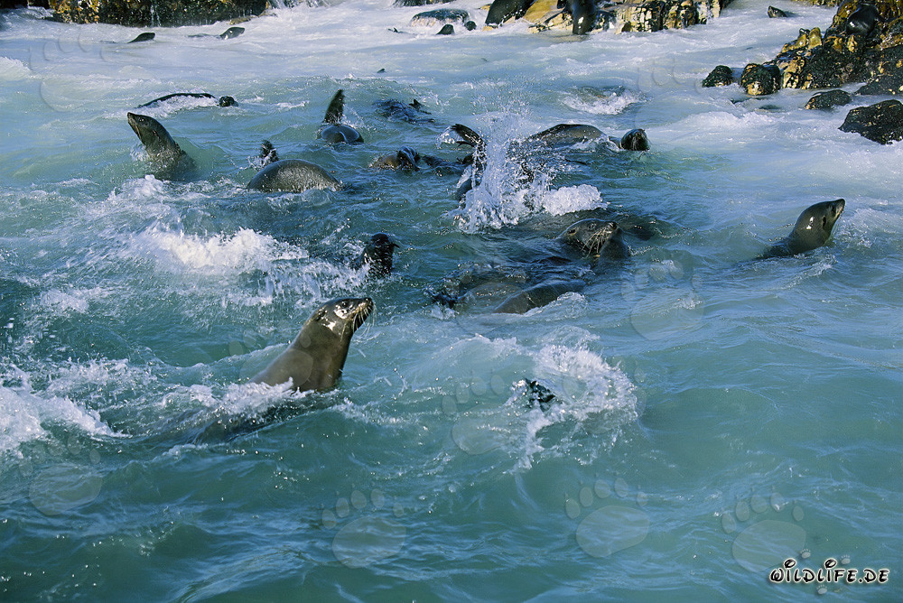 Les otaries à fourrure sud-africaines jouent joyeusement dans les vagues tumultueuses