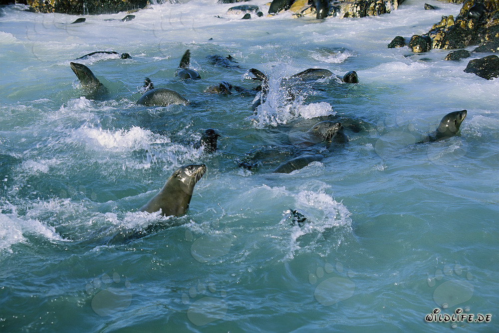 South African fur seals joyfully play in the roaring surf