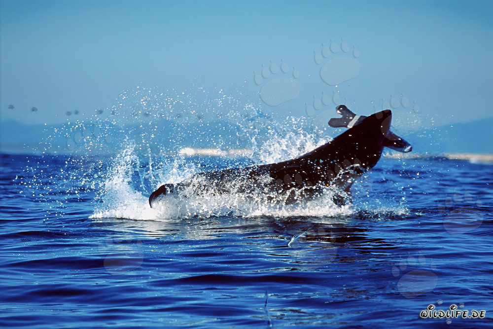 Breaching Great White Shark near Dyer Island