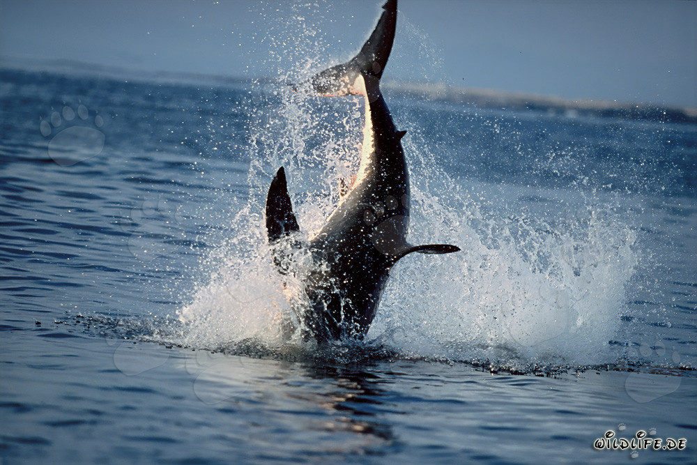 Breaching Great White Shark near Dyer Island