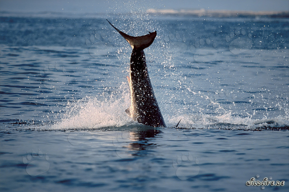 Captivating Encounter: Breaching Great White Shark near Dyer Island