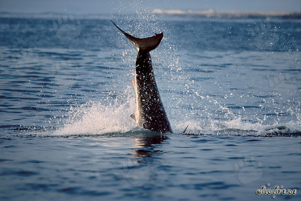 Ataque fascinante: Gran tiburón blanco saltando frente a la Isla Dyer