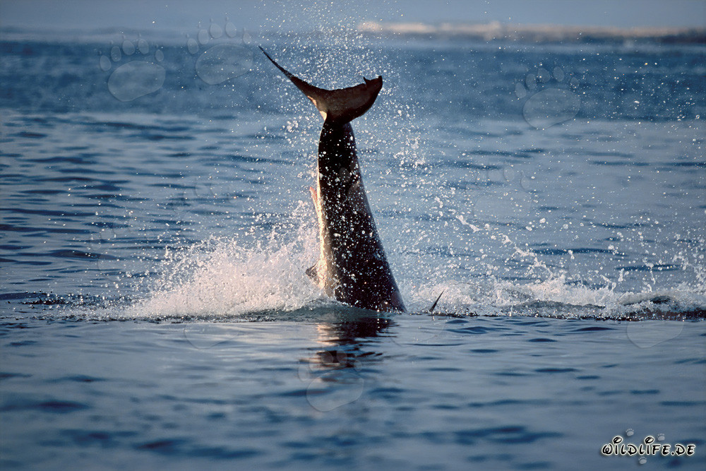Attaque fascinante : Grand requin blanc sautant devant l'île Dyer