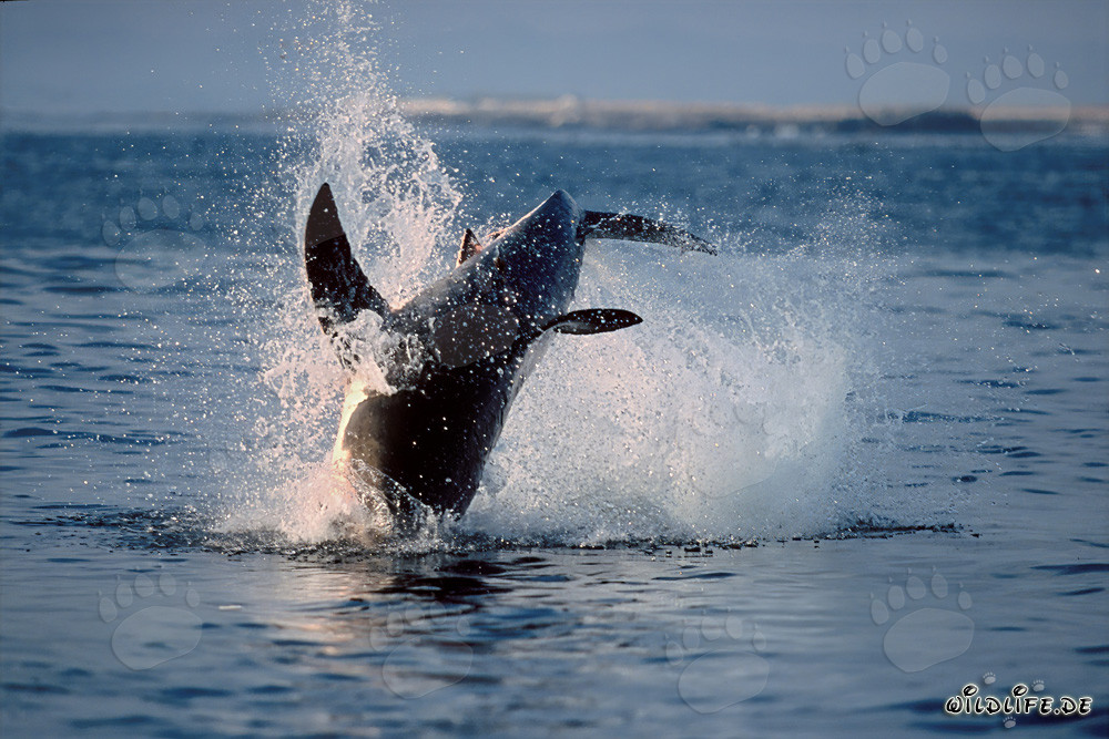 Majestic Great White Shark breaching near Dyer Island