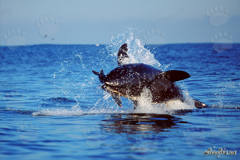 Breaching Great White Shark near Dyer Island