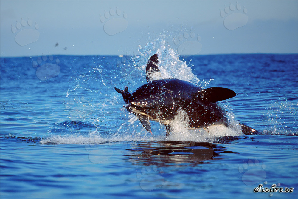 Gran tiburón blanco saltando frente a la isla de Dyer