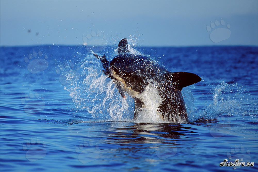 Breaching Great White Shark